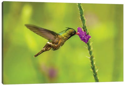 Costa Rica, Arenal. Black-Crested Coquette Feeding On Vervain. Canvas Art Print - Central America