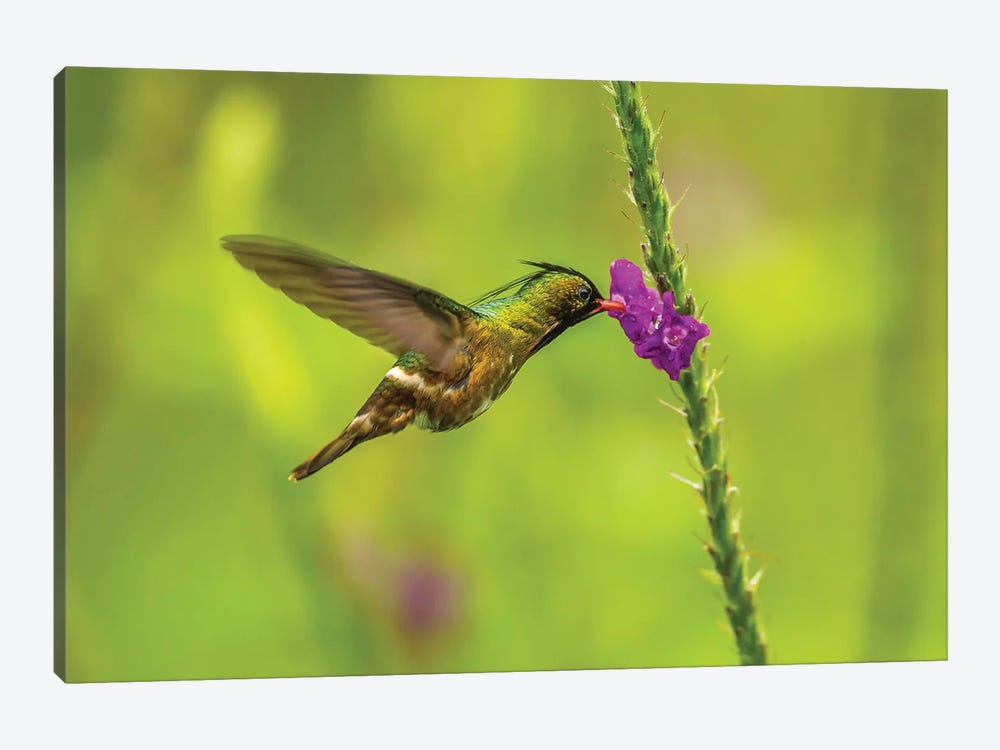 Costa Rica, Arenal. Black-Crested Coquette Feeding On Vervain. by Jaynes Gallery 1-piece Canvas Art Print
