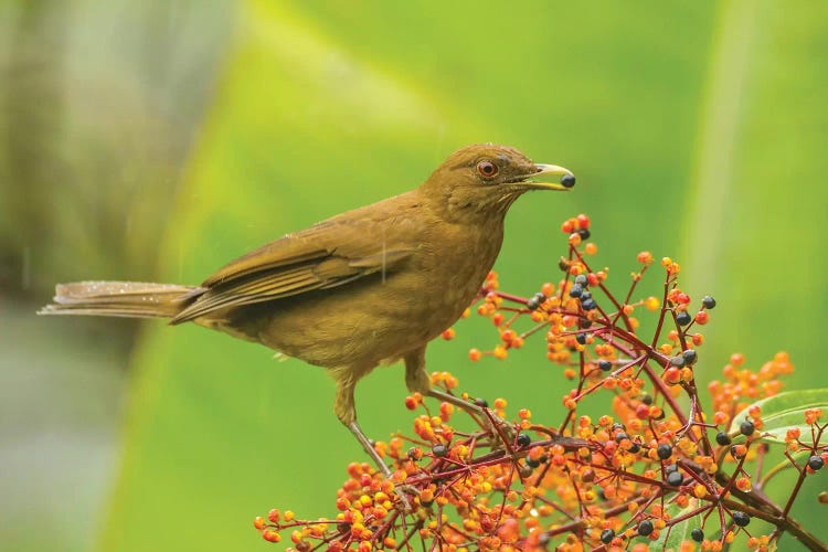 Costa Rica, Arenal. Clay-Colored Thrush Feeding.