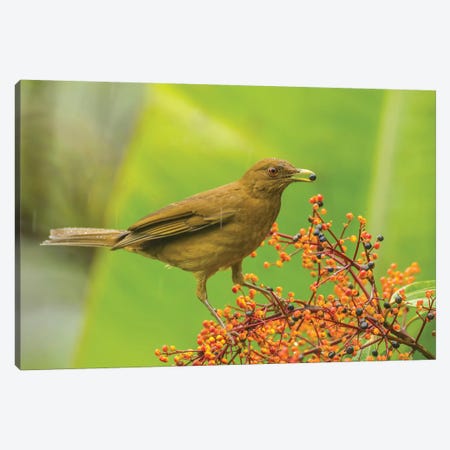 Costa Rica, Arenal. Clay-Colored Thrush Feeding. Canvas Print #JYG823} by Jaynes Gallery Canvas Art Print