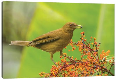 Costa Rica, Arenal. Clay-Colored Thrush Feeding. Canvas Art Print - Central America