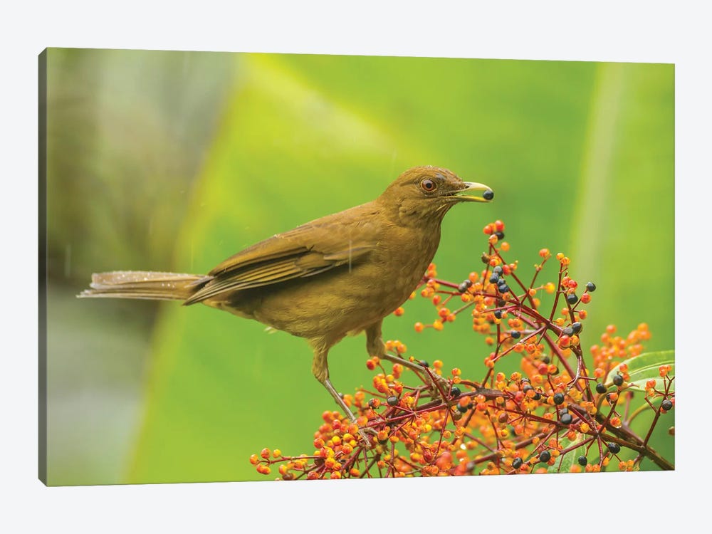 Costa Rica, Arenal. Clay-Colored Thrush Feeding. by Jaynes Gallery 1-piece Canvas Artwork