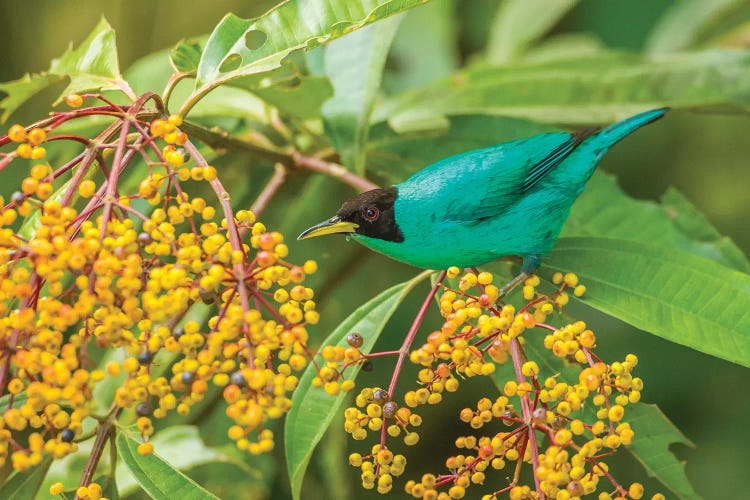 Costa Rica, Arenal. Green Honeycreeper And Berries.