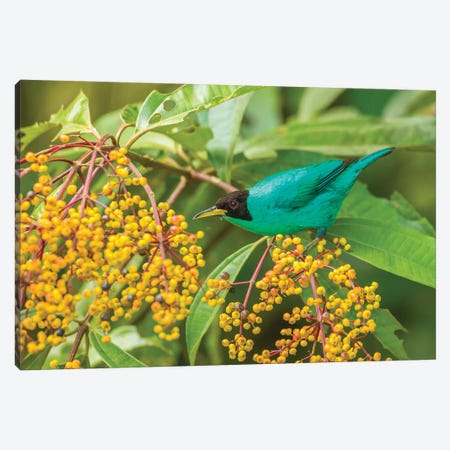 Costa Rica, Arenal. Green Honeycreeper And Berries. Canvas Print #JYG824} by Jaynes Gallery Canvas Wall Art