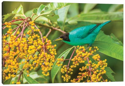 Costa Rica, Arenal. Green Honeycreeper And Berries. Canvas Art Print