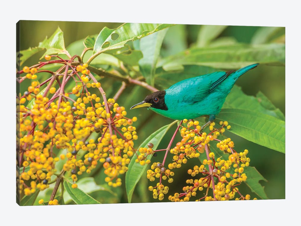 Costa Rica, Arenal. Green Honeycreeper And Berries. by Jaynes Gallery 1-piece Canvas Art Print