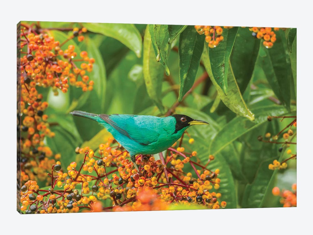 Costa Rica, Arenal. Green Honeycreeper And Berries. by Jaynes Gallery 1-piece Canvas Art