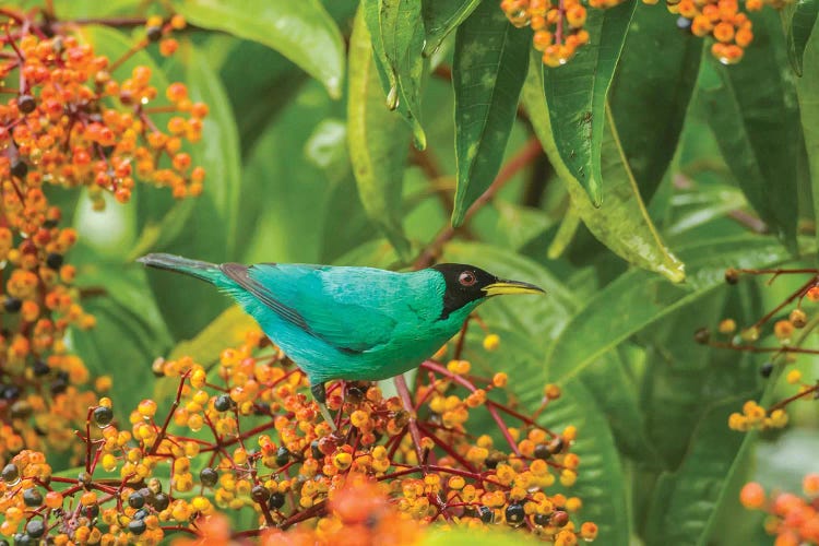 Costa Rica, Arenal. Green Honeycreeper And Berries.