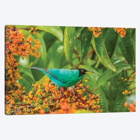Costa Rica, Arenal. Green Honeycreeper And Berries. Canvas Print #JYG825} by Jaynes Gallery Canvas Wall Art