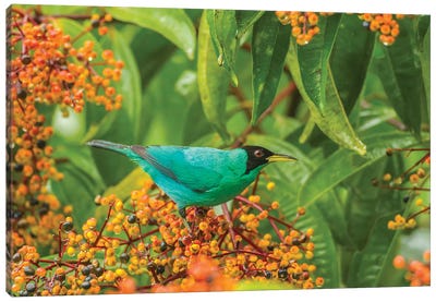 Costa Rica, Arenal. Green Honeycreeper And Berries. Canvas Art Print