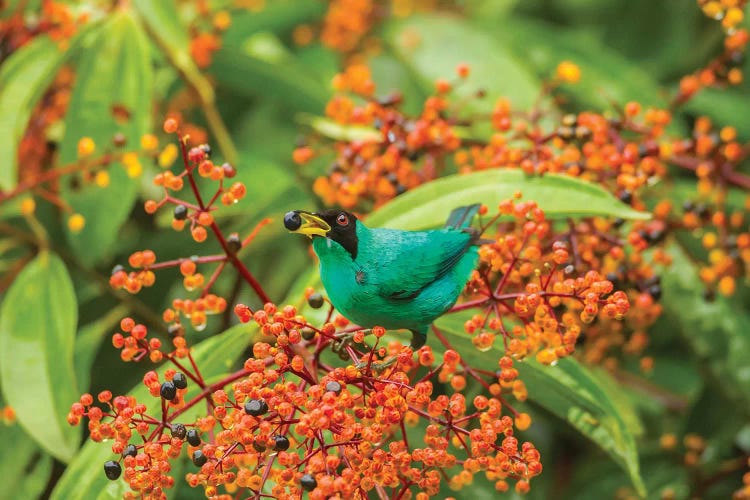 Costa Rica, Arenal. Green Honeycreeper Feeding.