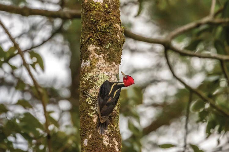 Costa Rica, Arenal. Pale-Billed Woodpecker On Tree.