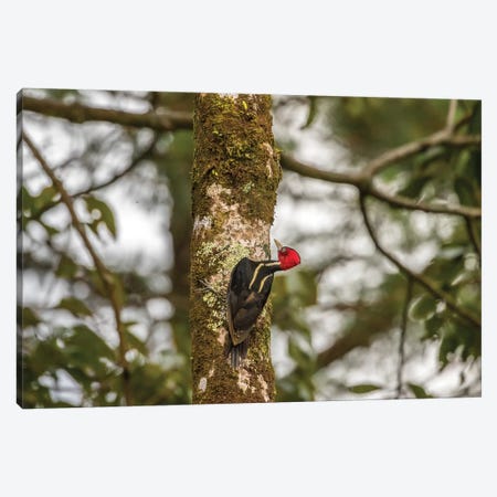 Costa Rica, Arenal. Pale-Billed Woodpecker On Tree. Canvas Print #JYG827} by Jaynes Gallery Canvas Art
