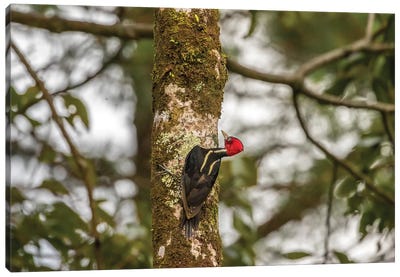 Costa Rica, Arenal. Pale-Billed Woodpecker On Tree. Canvas Art Print - Costa Rica Art