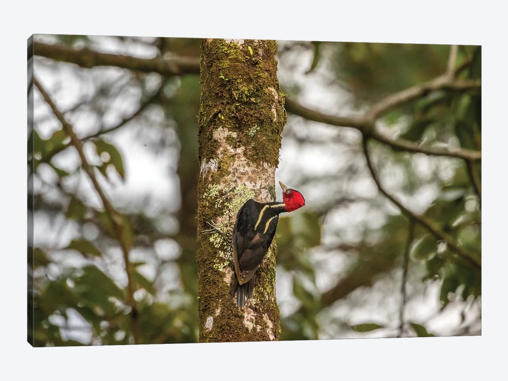 Costa Rica, Arenal. Pale-Billed Woodpecker On Tree. by Jaynes Gallery 1-piece Canvas Wall Art