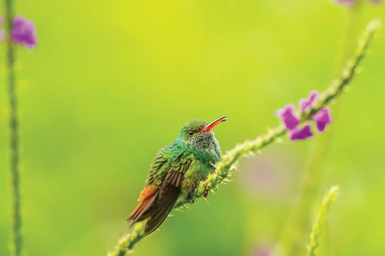 Costa Rica, Arenal. Rufous-Tailed Hummingbird And Vervain Flower.