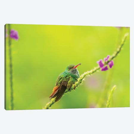 Costa Rica, Arenal. Rufous-Tailed Hummingbird And Vervain Flower. Canvas Print #JYG828} by Jaynes Gallery Canvas Print