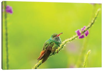 Costa Rica, Arenal. Rufous-Tailed Hummingbird And Vervain Flower. Canvas Art Print - Costa Rica Art