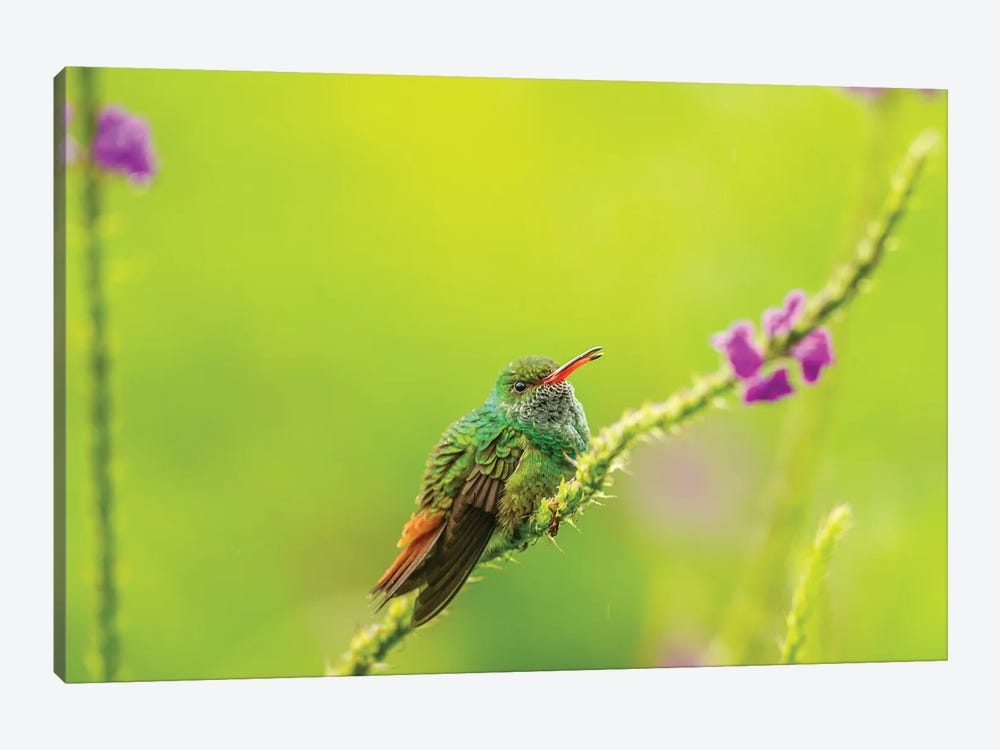 Costa Rica, Arenal. Rufous-Tailed Hummingbird And Vervain Flower. by Jaynes Gallery 1-piece Art Print