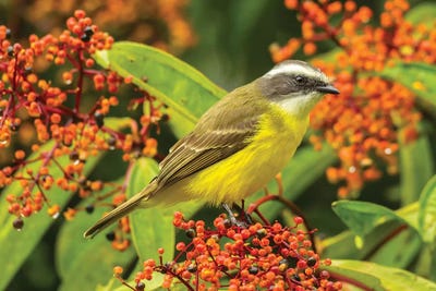 Costa Rica, Arenal. Social Flycatcher Close-Up. by Jaynes Gallery canvas print