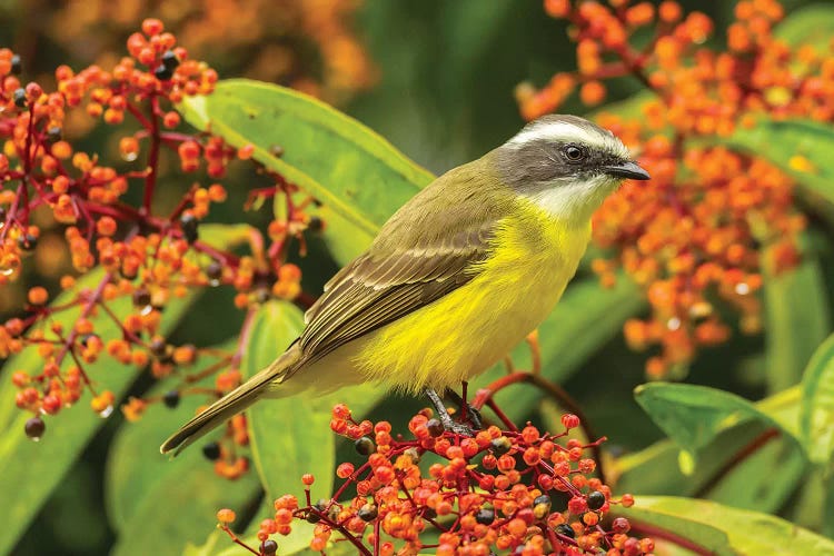 Costa Rica, Arenal. Social Flycatcher Close-Up.