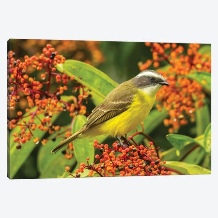Costa Rica, Arenal. Social Flycatcher Close-Up. Canvas Print #JYG830} by Jaynes Gallery Canvas Art