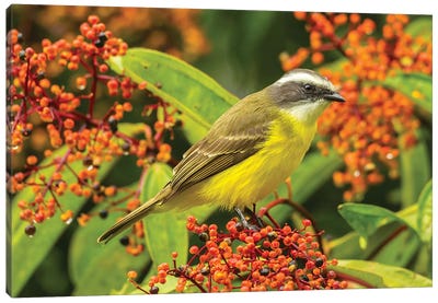 Costa Rica, Arenal. Social Flycatcher Close-Up. Canvas Art Print - Central America