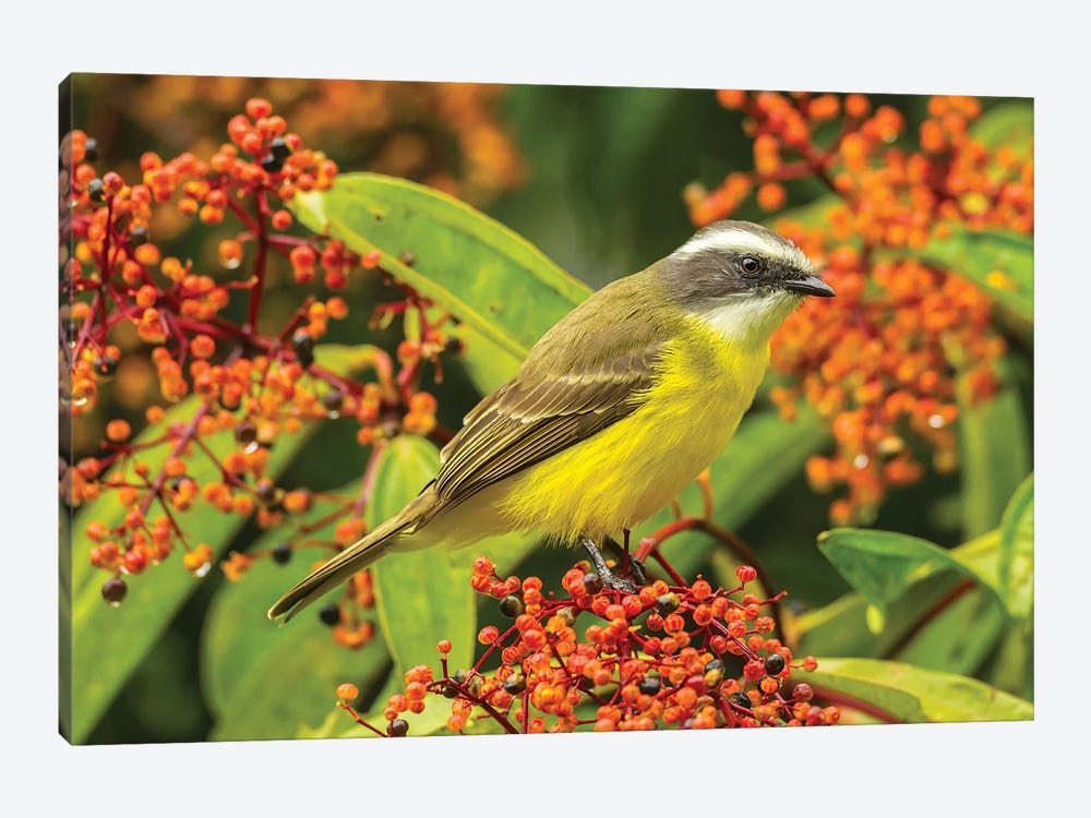 Costa Rica, Arenal. Social Flycatcher Close-Up. by Jaynes Gallery 1-piece Canvas Wall Art