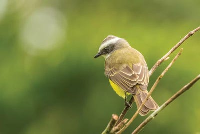 Costa Rica, Arenal. White-Ringed Flycatcher On Limb. by Jaynes Gallery canvas print