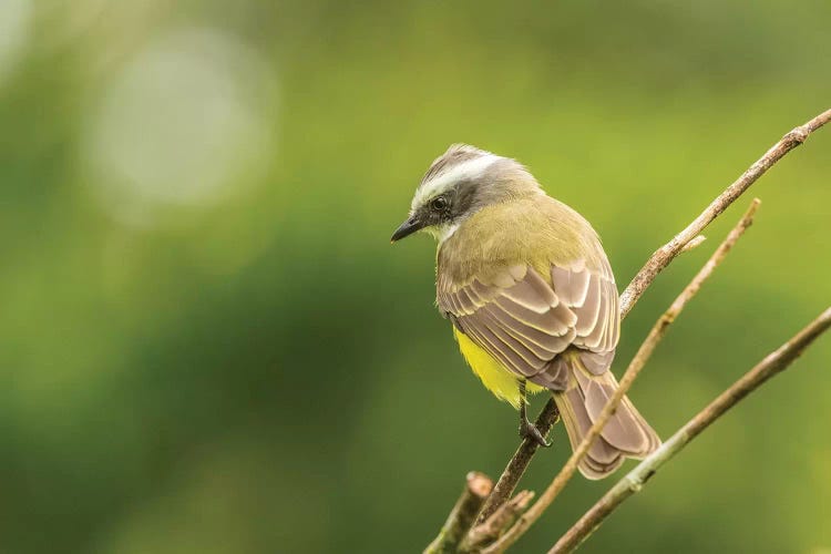 Costa Rica, Arenal. White-Ringed Flycatcher On Limb.