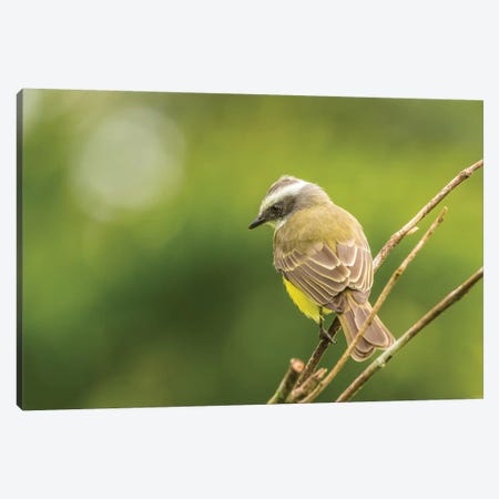 Costa Rica, Arenal. White-Ringed Flycatcher On Limb. Canvas Print #JYG831} by Jaynes Gallery Canvas Wall Art