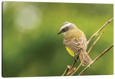 Costa Rica, Arenal. White-Ringed Flycatcher On Limb. Canvas Art Print - Central America