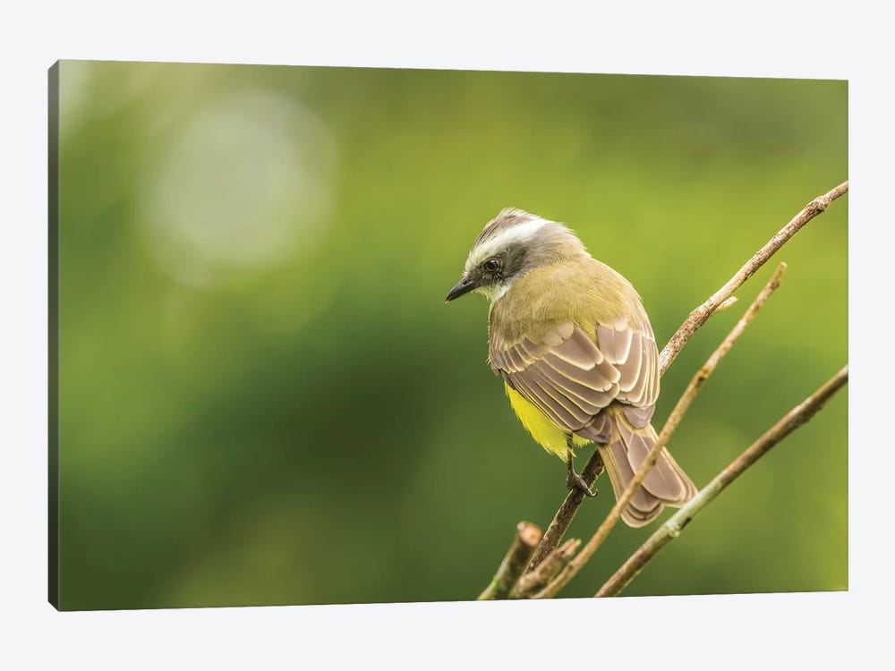 Costa Rica, Arenal. White-Ringed Flycatcher On Limb. by Jaynes Gallery 1-piece Canvas Art Print