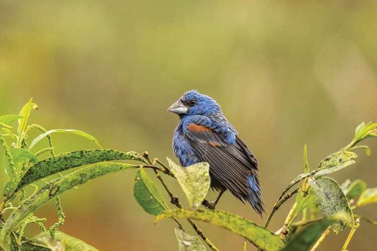 Costa Rica, La Paz River Valley, La Paz Waterfall Garden. Captive Blue Grosbeak On Limb.