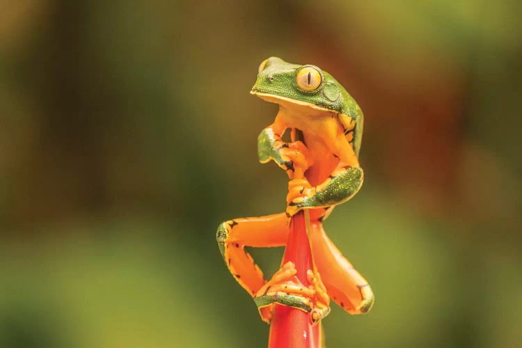 Costa Rica, La Paz River Valley, La Paz Waterfall Garden. Captive Splendid Leaf Frog On Heliconia.