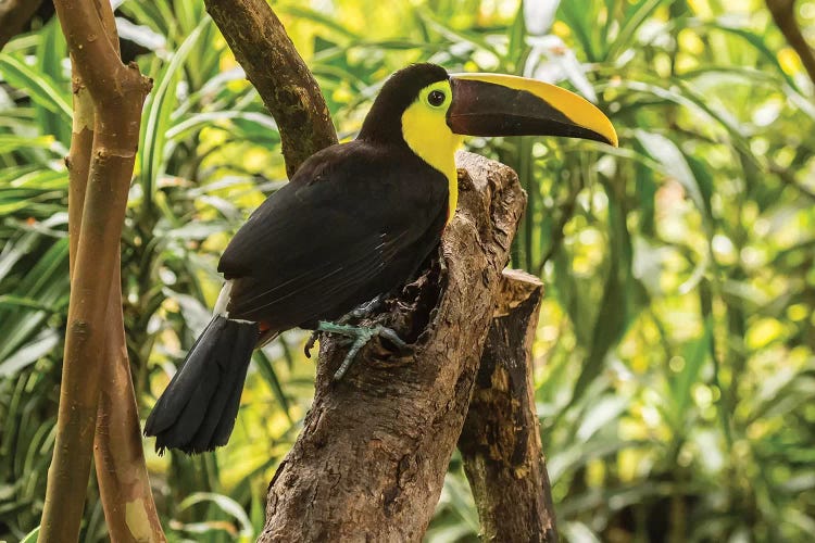 Costa Rica, La Paz River Valley. Captive Black-Mandibled Toucan On Tree.