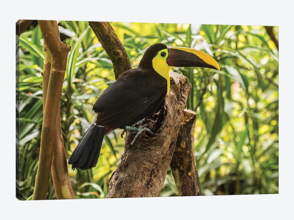 Costa Rica, La Paz River Valley. Captive Black-Mandibled Toucan On Tree. by Jaynes Gallery 1-piece Canvas Artwork