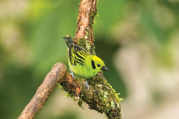 Costa Rica, La Paz River Valley. Captive Emerald Tanager In La Paz Waterfall Garden.