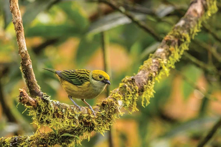 Costa Rica, La Paz River Valley. Captive Golden-Hooded Tanager In La Paz Waterfall Garden.