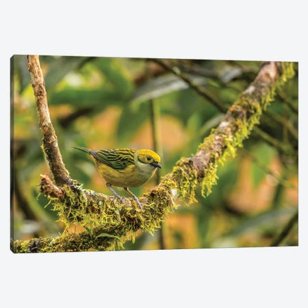 Costa Rica, La Paz River Valley. Captive Golden-Hooded Tanager In La Paz Waterfall Garden. Canvas Print #JYG836} by Jaynes Gallery Canvas Art Print