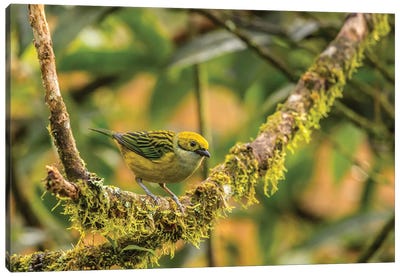 Costa Rica, La Paz River Valley. Captive Golden-Hooded Tanager In La Paz Waterfall Garden. Canvas Art Print - Central America