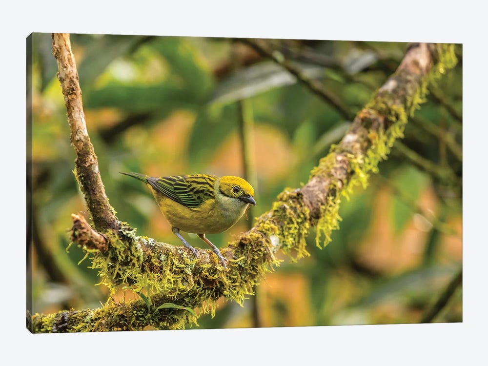 Costa Rica, La Paz River Valley. Captive Golden-Hooded Tanager In La Paz Waterfall Garden. by Jaynes Gallery 1-piece Canvas Wall Art