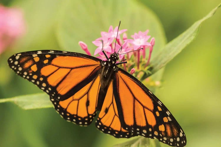 Costa Rica, La Paz River Valley. Captive Monarch Butterfly In La Paz Waterfall Garden.