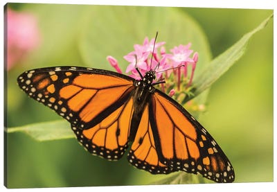 Costa Rica, La Paz River Valley. Captive Monarch Butterfly In La Paz Waterfall Garden. Canvas Art Print