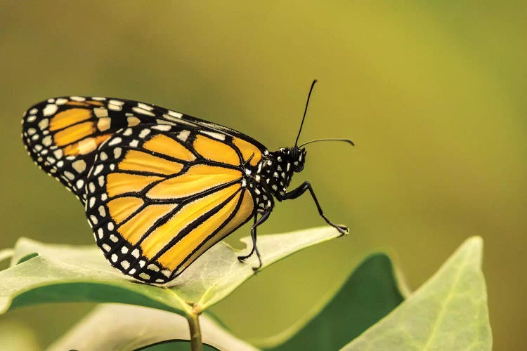 Costa Rica, La Paz River Valley. Captive Monarch Butterfly In La Paz Waterfall Garden.