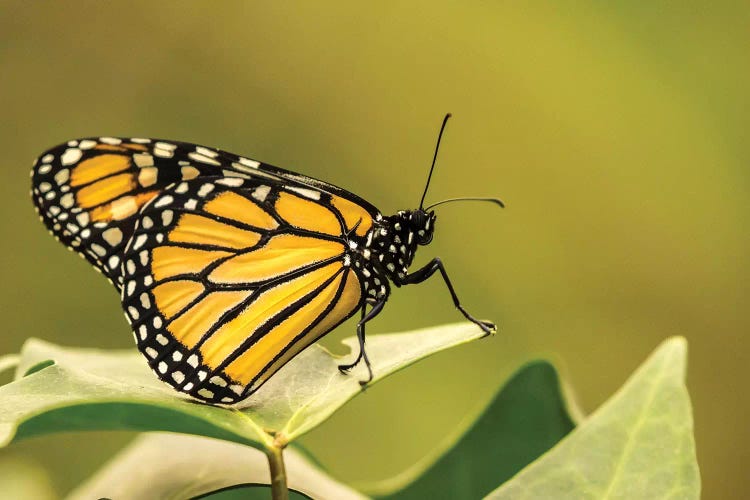 Costa Rica, La Paz River Valley. Captive Monarch Butterfly In La Paz Waterfall Garden. by Jaynes Gallery wall art