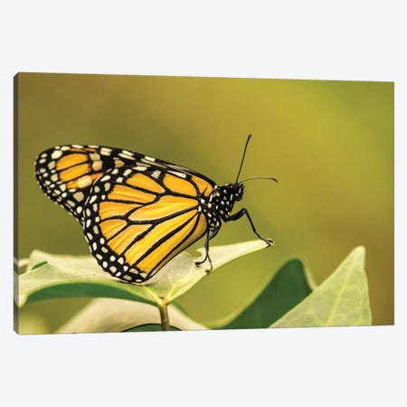 Costa Rica, La Paz River Valley. Captive Monarch Butterfly In La Paz Waterfall Garden. Canvas Print #JYG838} by Jaynes Gallery Canvas Artwork