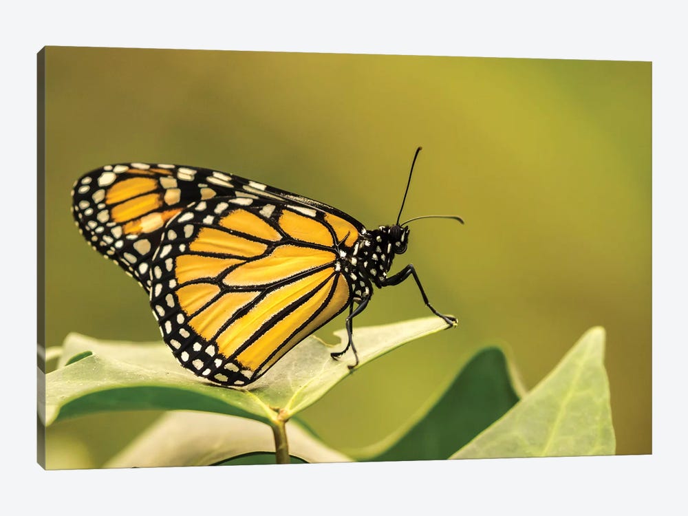 Costa Rica, La Paz River Valley. Captive Monarch Butterfly In La Paz Waterfall Garden. by Jaynes Gallery 1-piece Canvas Art