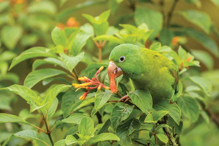 Costa Rica, La Paz River Valley. Captive Orange-Chinned Parakeet Feeding On Flowers.