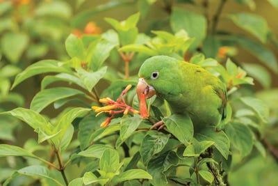 Parakeets